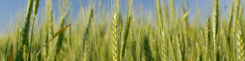 rye-grass-pollen-extract-for-benign-prostatic-hyperplasia