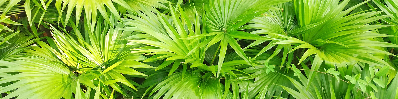 Saw Palmetto Benefits Side Effects Dosage Ben S