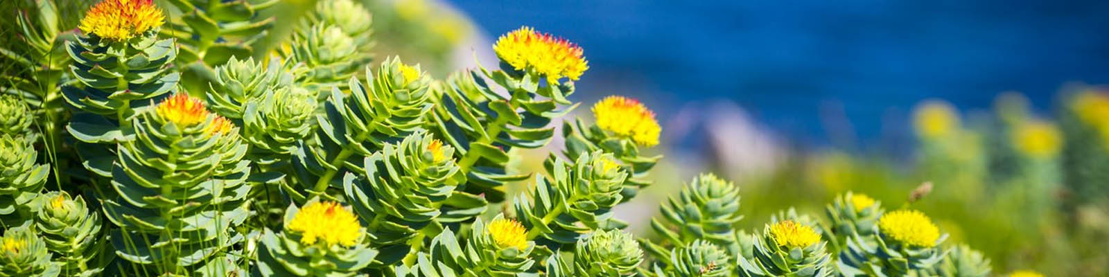 Rhodiola Rosea Benefits How It Helps Mind Energy Fertility