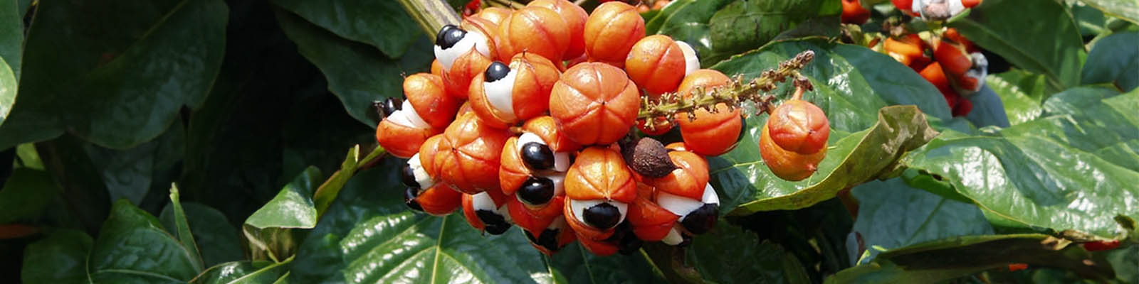 Guarana Benefits Sexually Libido ED Sexual Performance More