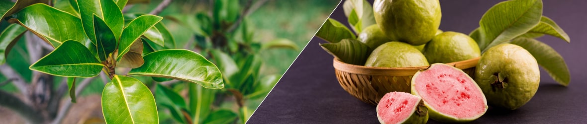 The Sexual Benefits of Guava Leaves Explored Ben s Natural Health